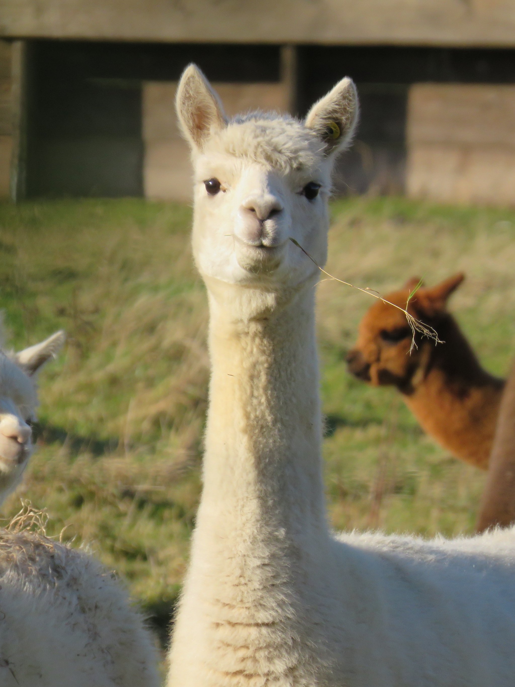 Мини зоопарк